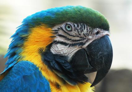 蓝色金刚鹦鹉, 头, 脸上, 喙, 眼睛, 多彩, 异国情调
