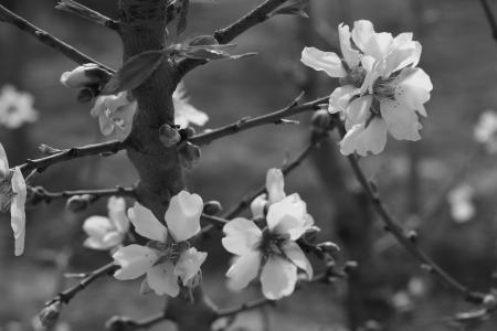 花, 杏仁树, 春天, 杏仁树自然, 盛开的杏仁枝