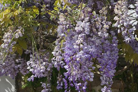 花, 紫藤, 紫色, 花园, 自然, 蓝色, 春天