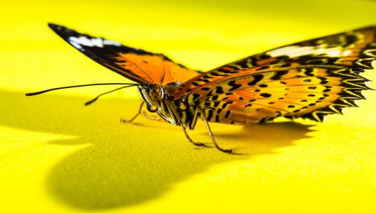 蝴蝶, 昆虫, 自然, 蝴蝶-昆虫, 动物, 动物的翼, 宏观