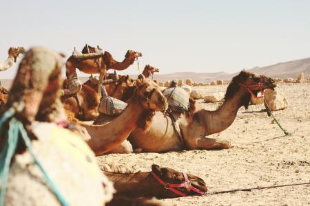 动物, 骆驼, 沙漠, 干, 岩石, 沙子, 户外