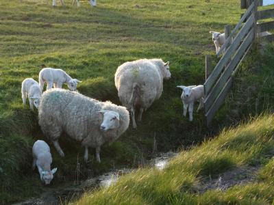 特塞尔岛, 羊, 羔羊, 春天, 自然, 荷兰, 年轻