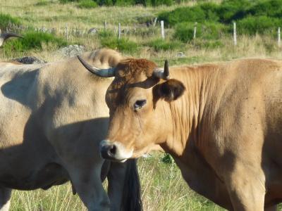 母牛, aubrac, 育种, 母牛, 牲畜