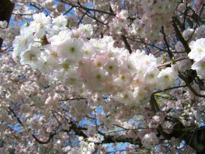 盛开的树枝, 春天, 粉色