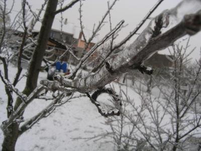 树, 白雪皑皑, 1 月, 12 月, 分公司, 冰科, 弗罗斯特