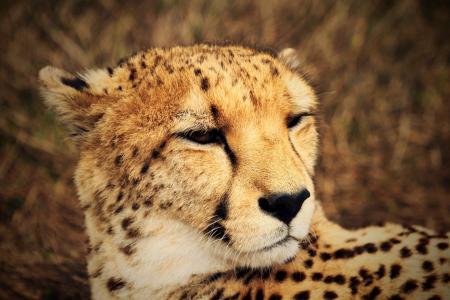 猎豹, 野生, 非洲, 动物群, 萨凡纳, 野生动物, 动物