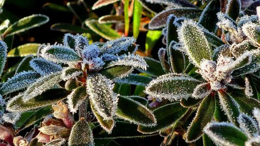 弗罗斯特, 冰, 冷若冰霜的叶子, 植物, 冬天, 自然, 特写