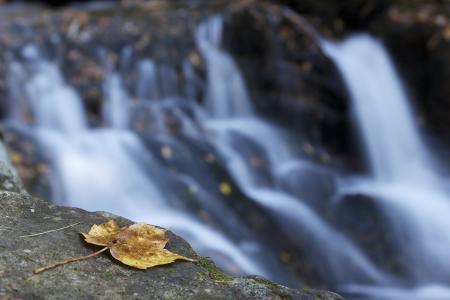 叶, 瀑布, 秋天, 秋天, 水, 景观, 环境