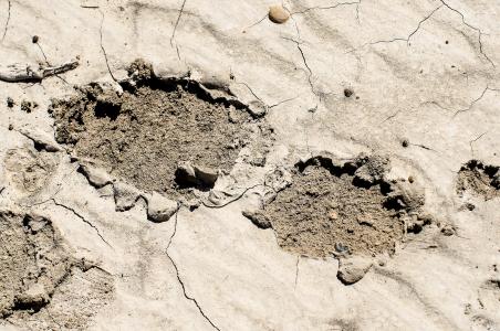 泥浆足迹, 泥泞足迹, 干泥, 泥浆, 曲目, 足迹, 鞋印