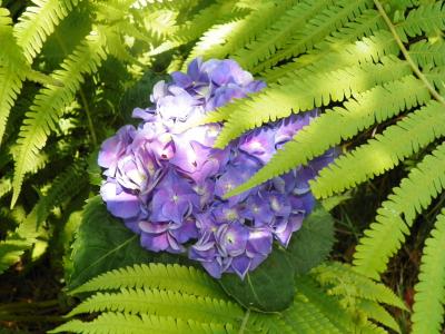 绽放花, 蕨类植物, 开花植物, 蕨类叶子, 绣球花, 蓝色, 紫色