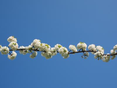樱花, 白色, 樱桃, 春天, 开花, 绽放, 白花盛开