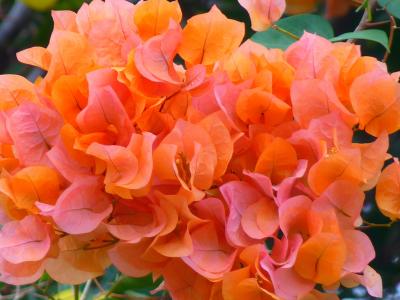 bouganville, 簕杜鹃, 花, 橙色, 植物, 开花, 绽放