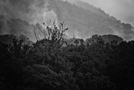 雾, 山脉, 鹰, 黑色和白色