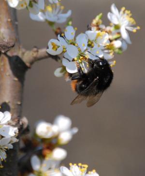 黄蜂, 花, 花粉, 黑刺李, 蜂蜜, 一种动物, 昆虫