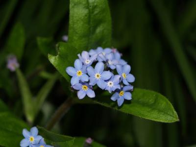 foregt-我-不, 花, 蓝色, 自然, 植物, 春天, 花瓣