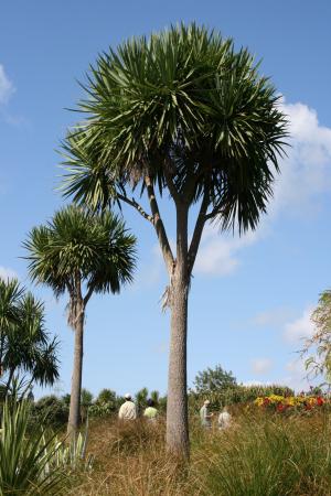 棕榈树, cordyline 澳洲, 植物园, 奥克兰, 剑形叶子, 白菜树, 文化