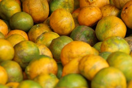 水果, 橙色, caruaru, 公平, 农民, 累西腓, 伯南布哥