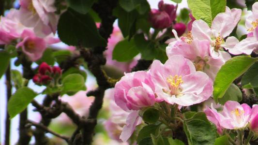 粉红色弹簧, 花, 粉色, 春日, 粉红色四月, 春天, 开花