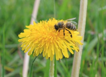 蜜蜂, 蒲公英, 自然, 昆虫, 花粉, 授粉, 花