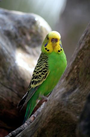 长尾小鹦鹉, 绿色, 鸟类, 羽毛, 羽毛, 自然