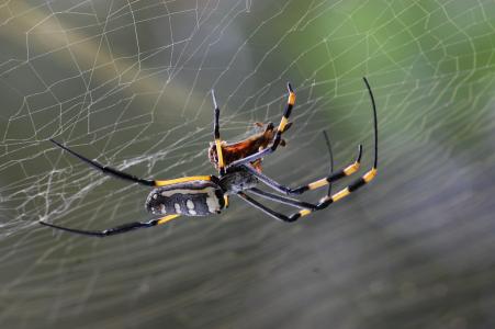 金球蜘蛛, 蜘蛛, 自然, 蜘蛛网, 万圣节, 蜘蛛网, 蛛形纲动物