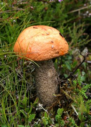 蘑菇, 秋天, 森林, 真菌