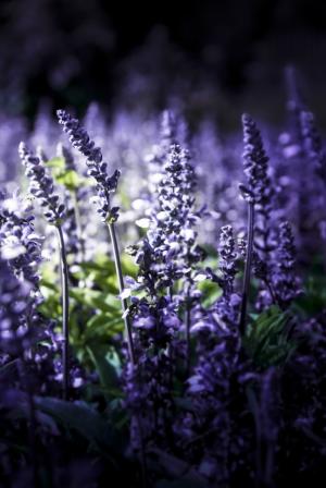熏衣草, 自然, 紫罗兰色, 开花, 绽放, 花, 普罗旺斯