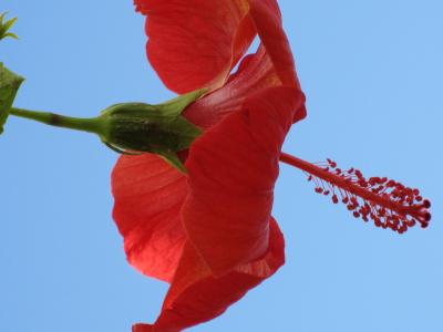 花, 热带地区, hybiscus, 摩洛哥