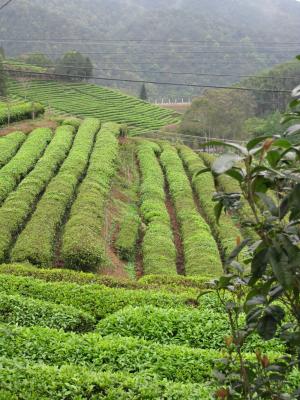 茶, 集合, 人工林, 的字段, 字段, 收获, 绿色领域
