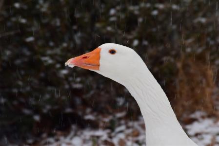鹅, 雪, 冬天, 白色, 动物, 家禽, 国内