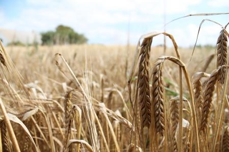 小麦, 字段, 收获, 夏季, 风景名胜, 农业, 麦田