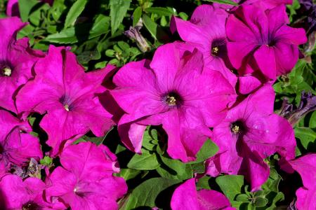 帕尤妮亚, 植物, 花, 锦葵, 紫色的小花, 花瓣, 丁香