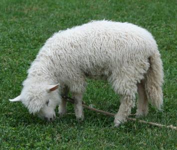 科茨沃尔德羊, 羔羊, 宠物, 羊毛, 羊毛, 牲畜, 农村