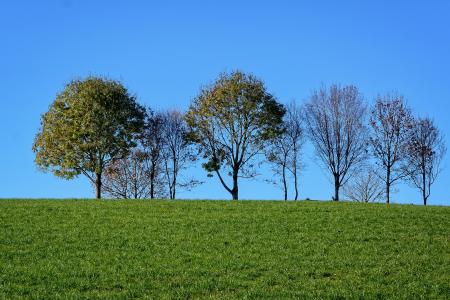 格罗夫的树, 草甸, 天空, 自然, 树木, 字段, 草