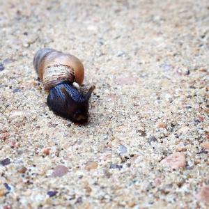 蜗牛, 自然, 壳