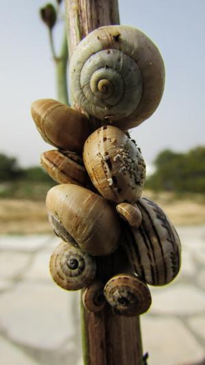 蜗牛, 贝壳, 自然, 野生动物, 螺旋