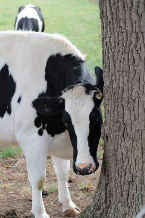 母牛, 牛奶, 农场, 动物, 奶制品, 牛, 农业