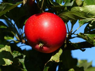 苹果, 红色, 水果, 树, 叶, 颜色, 绿色