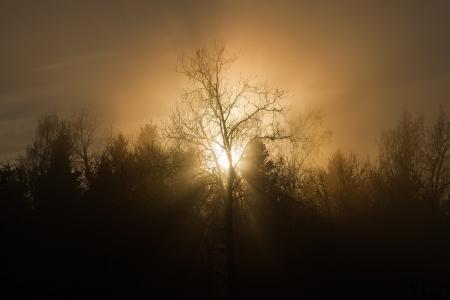 日落, 树木, 雾, 剪影, 太阳, 自然, 晚上