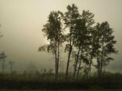 有雾, 早上, 树, 太阳, 雾, 雾, 薄雾