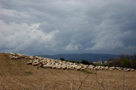 羊, 群羊, 西班牙