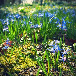 蓝色, 花, 春天, 太阳, 自然, 阳光, 森林