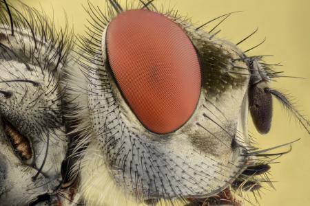 昆虫, 一个极端, 宏观, 眼睛, bug, 飞, 焦点