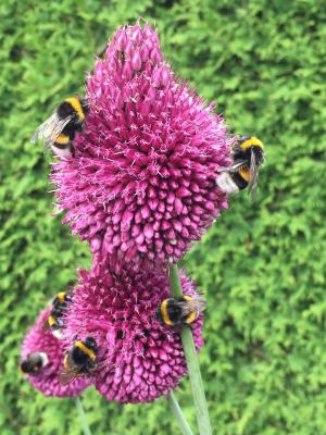 蜜蜂, 绿色, 开花, 绽放, 昆虫, 紫色, 胡梅尔