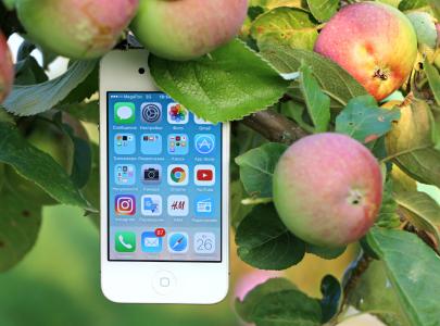 农业, 苹果, 苹果的设备, 树上苹果, 应用程序, 模糊, 手机