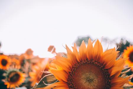 选择性, 焦点, 摄影, 向日葵, 太阳, 花, 橙色