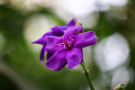 tibouchina, 花, 紫罗兰色, 自然, 花园, 植物, 花瓣