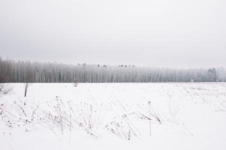 感冒, 森林, 自然, 雪, 树木, 白色, 冬天