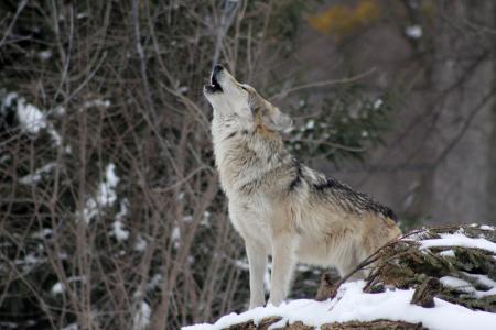 狼, 嚎叫, 动物, 野生, 自然, 野生动物, 雪