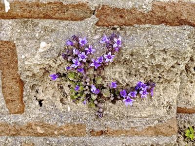 花, 废墟, 石头, 墙上, 老, 岩石, 自然